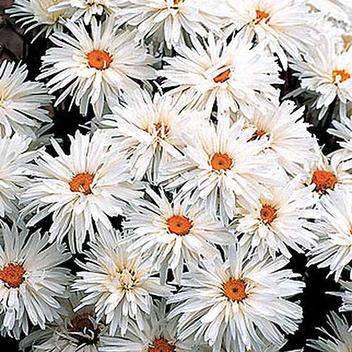 A close up square image of Leucanthemum x superbum 'Crazy Daisy' flowers.
