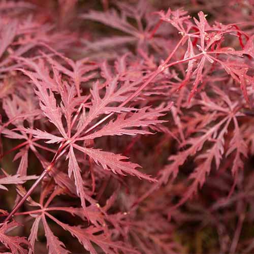 A close up square image of the deep red foliage of Acer palmatum 'Crimson Queen' Japanese maple.