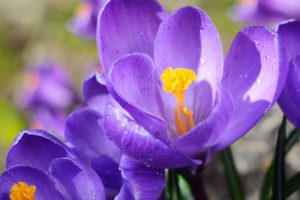 Close up of purple-blue crocus flowers in the spring.