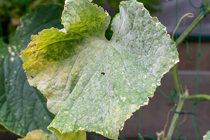 A close up horizontal image of a cucurbit suffering from powdery mildew pictured on a soft focus background.