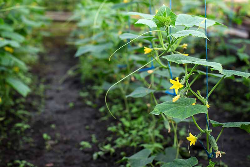 A close up horizontal image of rows of vegetable plants growing in the garden supported by string.