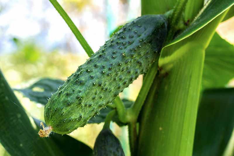 A close up horizontal image of a cucumber growing on a vine next to a sweetcorn plant pictured on a soft focus background.