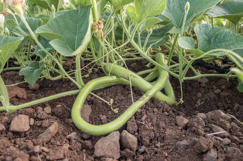 A close up horizontal image of a cucuzza squash growing on the vine in a vegetable garden.