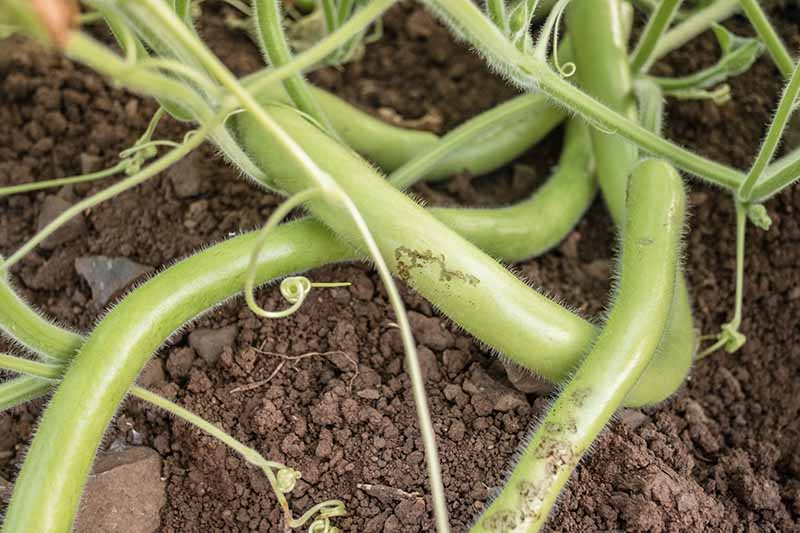 A close up horizontal image of Lagenaria siceraria gourds growing in the garden with soil in the background.