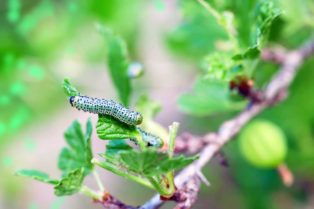 A close up horizontal image of a currant worm feeding on the foliage of a shrub pictured on a soft focus background.