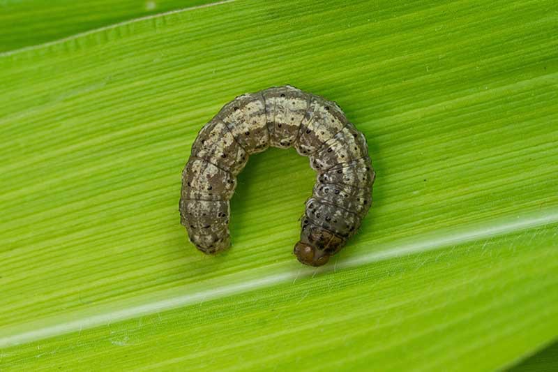 A close up horizontal image of a C-shaped cutworm on a green leaf.