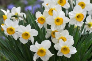 White daffodil flowers with yellow centers blooming in the spring.