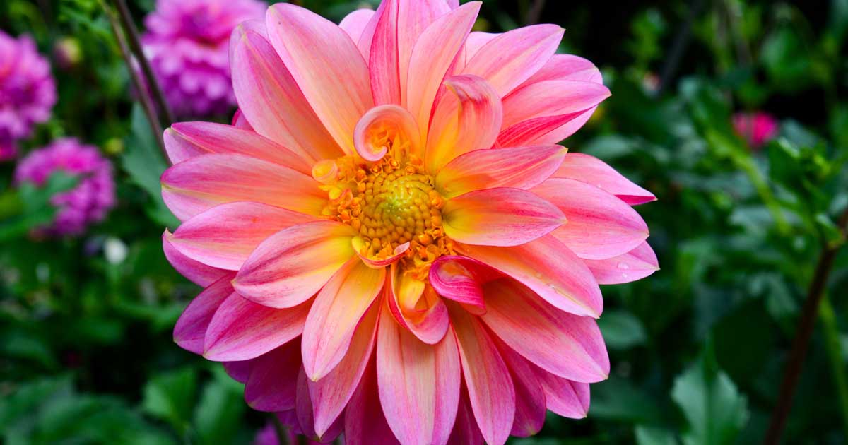 Dahlia Flower Growing Guides Tips And Information Gardeners Path