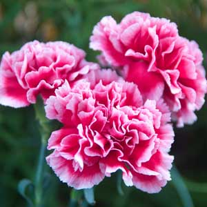 Close up of three pink Dianthus caryophyllus flowers.