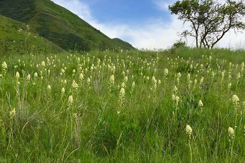 A horizontal image of death camas in full bloom in a field on the side of a hill pictured on a blue sky background.