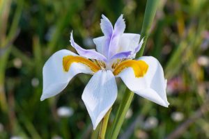 Close up detail of an African Dietes Iris in a natural setting.