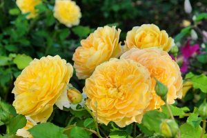 A close up horizontal image of bright yellow shrub roses blooming in the garden pictured on a soft focus background.
