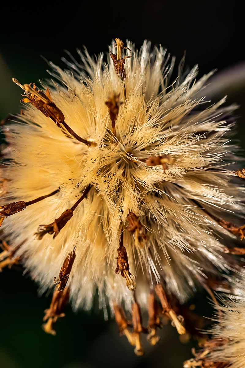 A close up vertical image of a dried aster flower pictured on a dark background.