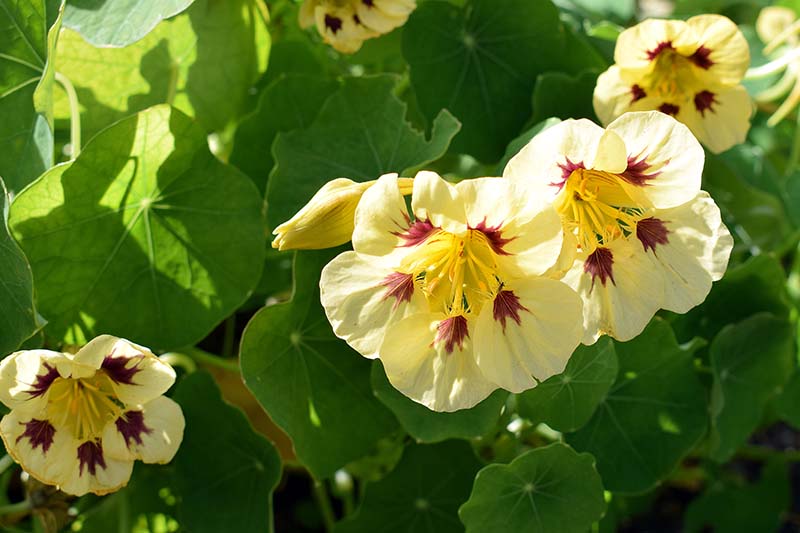 A close up horizontal image of bicolored red and yellow dwarf nasturtiums (Tropaeolum minus) growing in the garden pictured in bright sunshine.