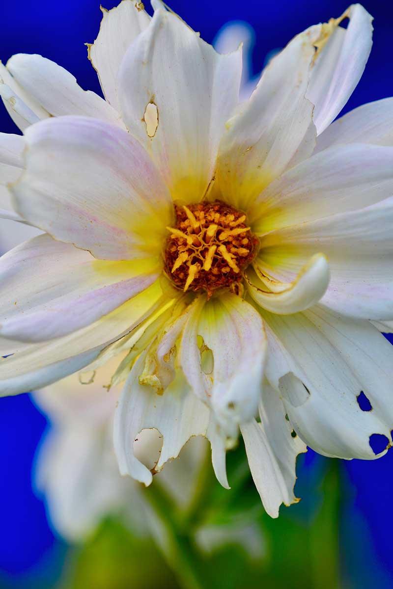 A close up vertical image showing insect damage on a white dahlia flower on a soft focus blue background.