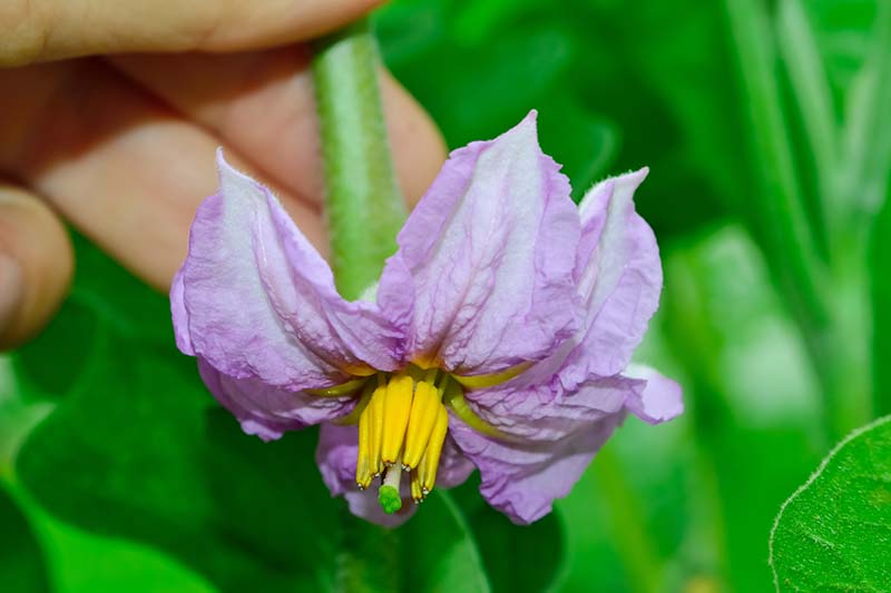 A close up horizontal image of a hand from the left of the frame holding a small purple eggplant flower pictured on a green soft focus background.