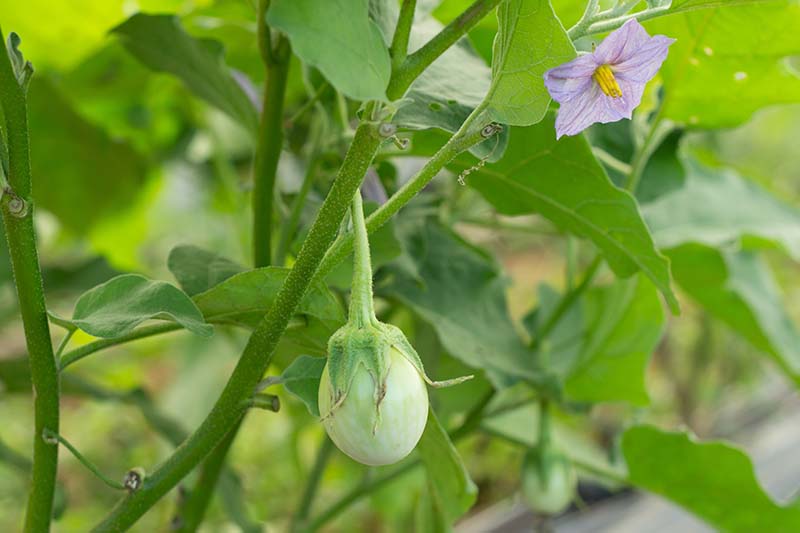 A close up horizontal image of a small developing aubergine growing in the garden pictured on a soft focus background.