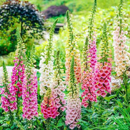 A close up square image of Digitalis 'Excelsior' in a variety of colors growing in the garden.