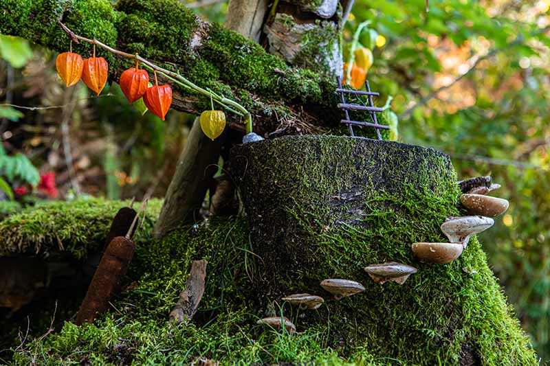 A close up horizontal image of a whimsical fairy garden with mushrooms as steps and Chinese lantern fruits as decoration.