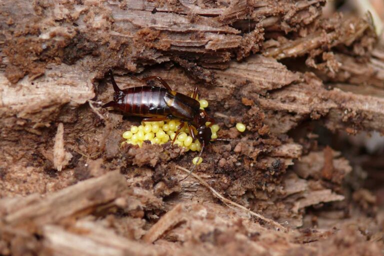 How to Identify and Control Earwigs | Gardener’s Path