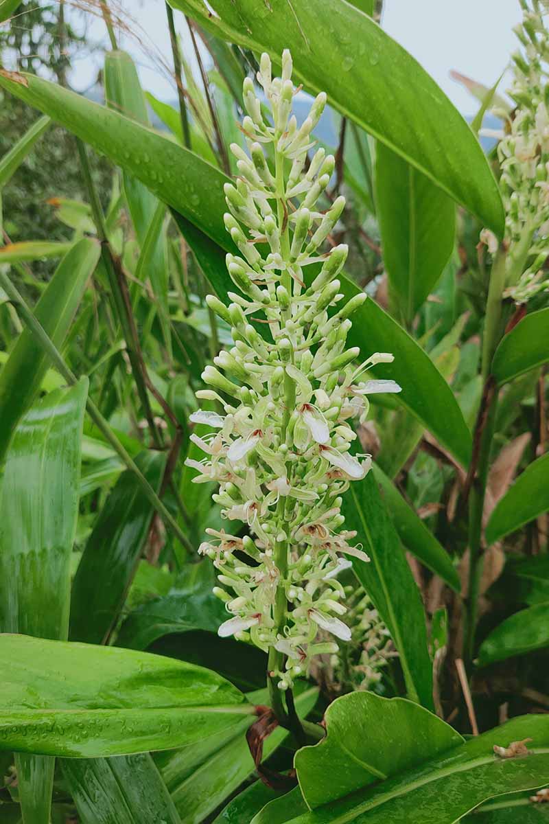 A close up vertical image of a white flower of the Alpinia galanga (galangal) plant growing in a tropical garden.