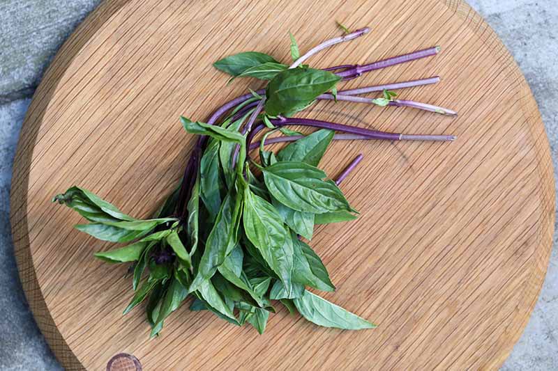 A close up horizontal image of freshly harvested Thai basil with bright green leaves and purple stems set on a wooden chopping board.
