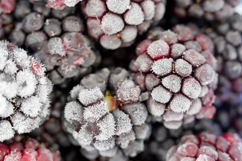 A close up horizontal image of frozen blackberries.