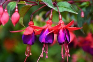 Close up of purple and red fuchsia flowers.
