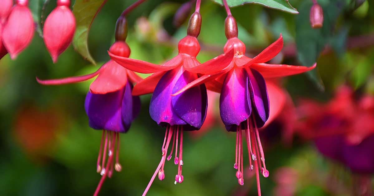 Fuchsia Flower Growing Guides, Tips, and Information