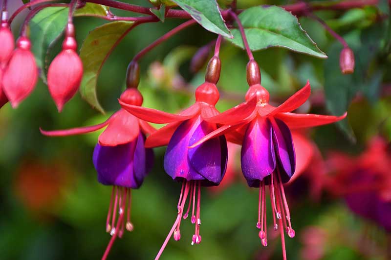 Close up of purple and red fuchsia flowers.