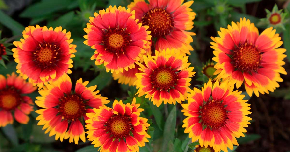 Gaillardia (Blanket Flowers) Growing Guides, Tips, and Information