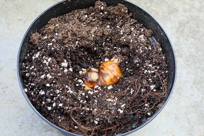 A close up horizontal image of a galangal rhizome planted in a black plastic pot set on a concrete surface.