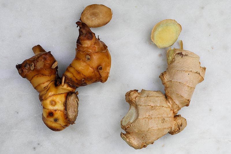 A close up horizontal image of a piece of galangal rhizome on the left of the frame and a piece of ginger to the right of the frame to show the difference between the two.