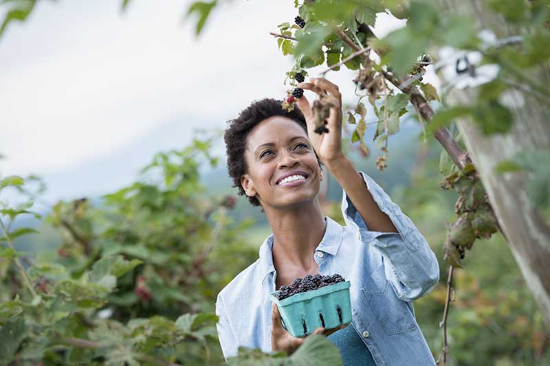 Cận cảnh hình ảnh ngang của một người làm vườn đang thu hoạch quả mâm xôi từ bụi cây trên nền tiêu điểm mềm.
