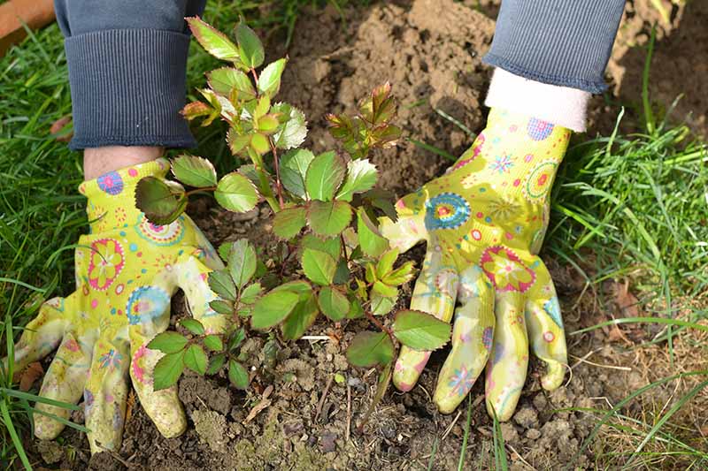 A close up horizontal image of two gloved hands planting a shrub in the garden.