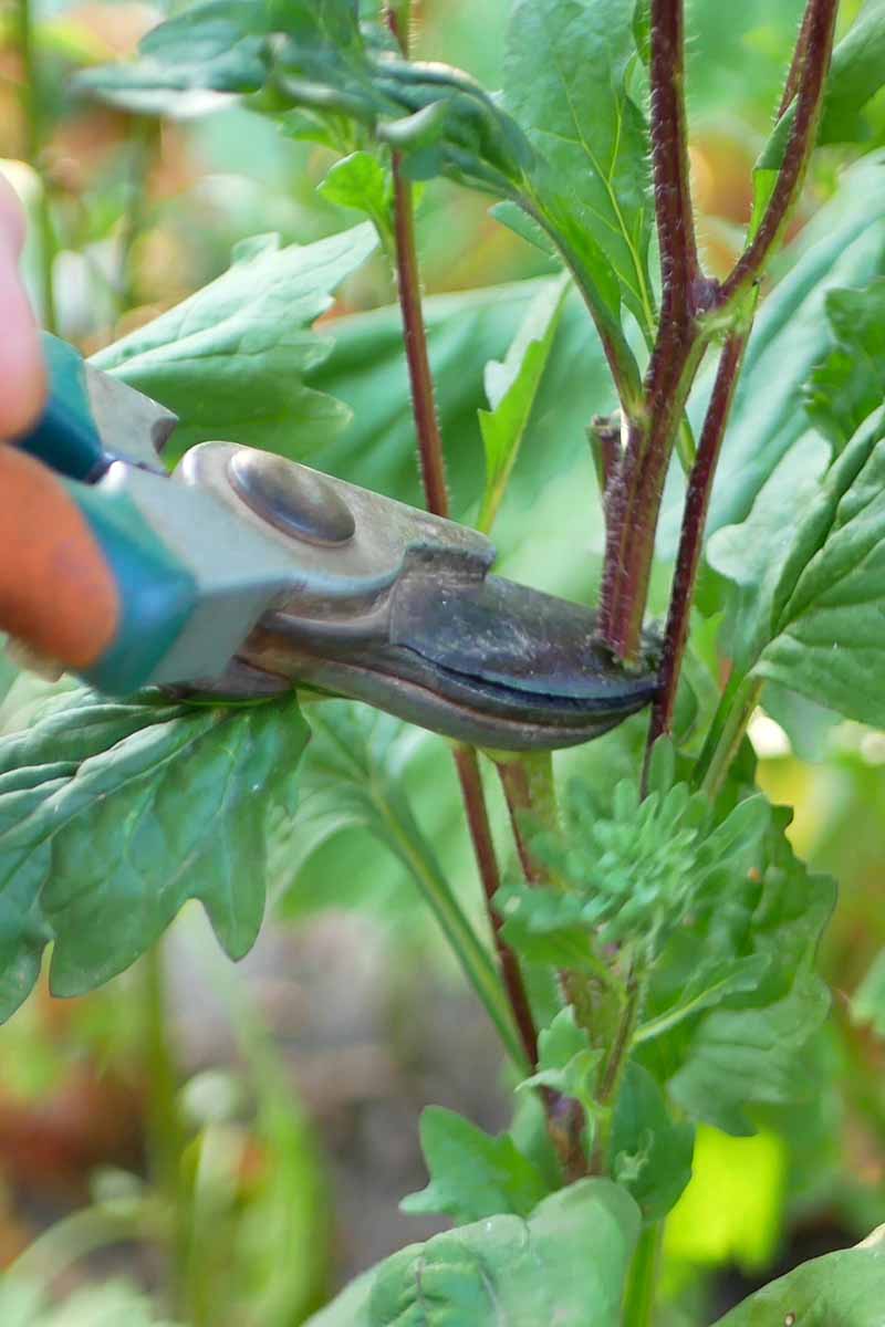 A close up vertical image of a gardener using a pair of pruners to cut the stems of a plant growing in the garden.