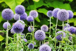 Blooming blue globe thistle in flower bed.