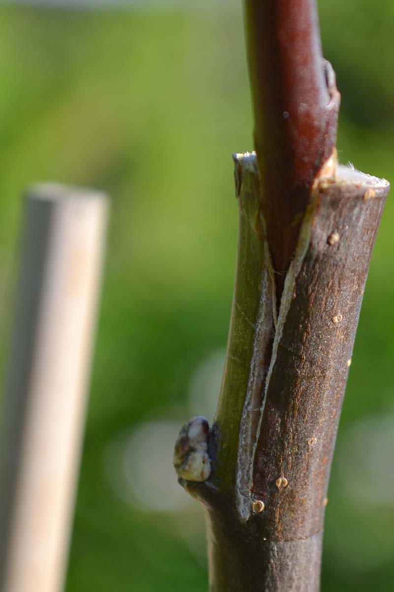 A close up vertical image of a graft union on a shrub pictured on a soft focus background.