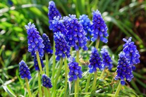 A planting of blue grape hyacinth flowers in bloom.