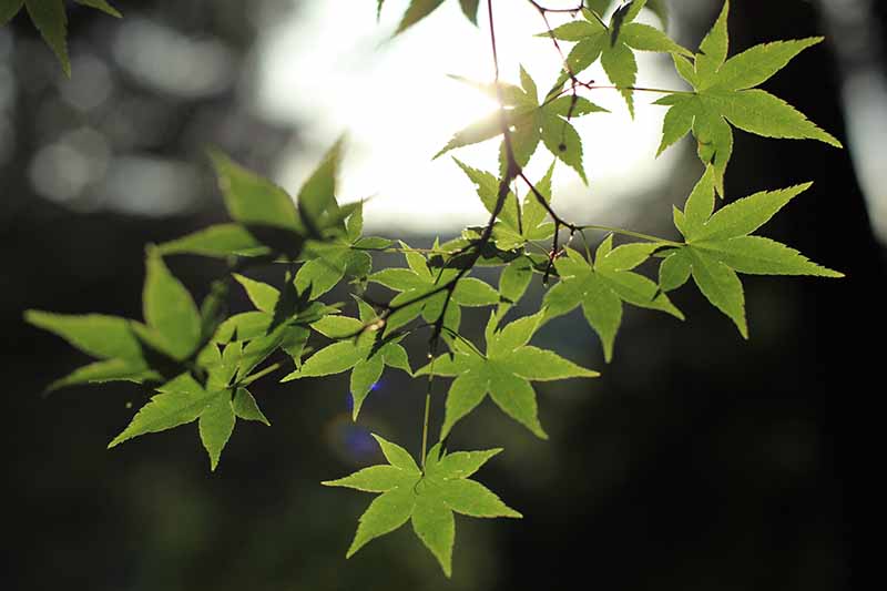 A close up horizontal image of the green foliage of an amoenum Japanese maple pictured on a dark soft focus background.