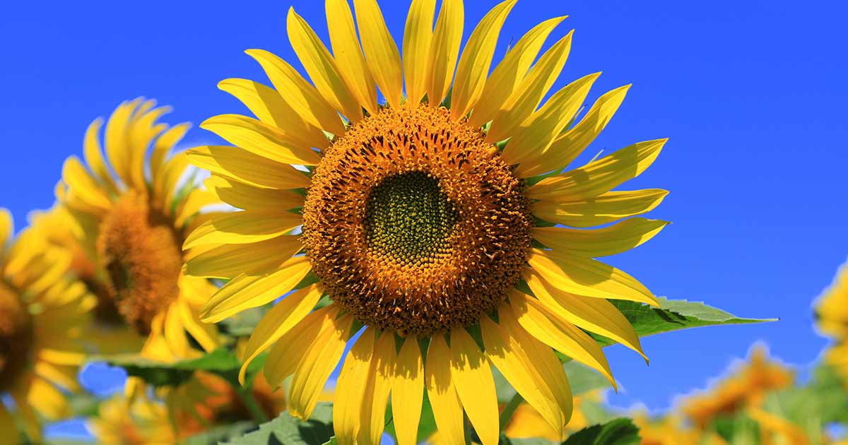 Guide to Common Sunflower Pests FB