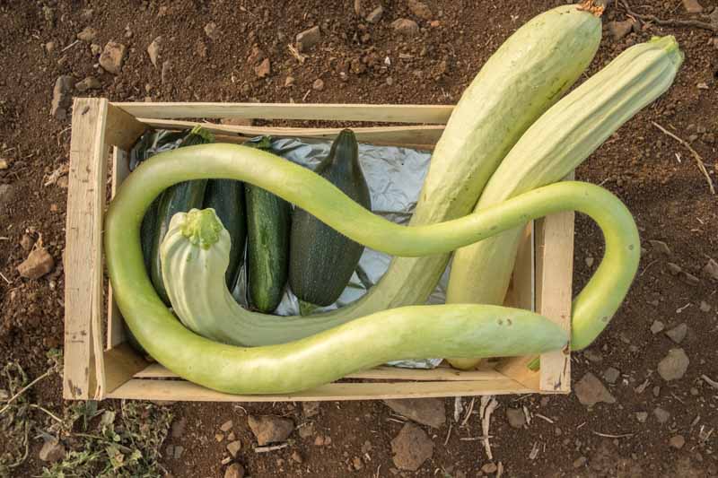 A close up horizontal image of freshly harvested Italian cucuzza squash in a wooden basket set on the ground.
