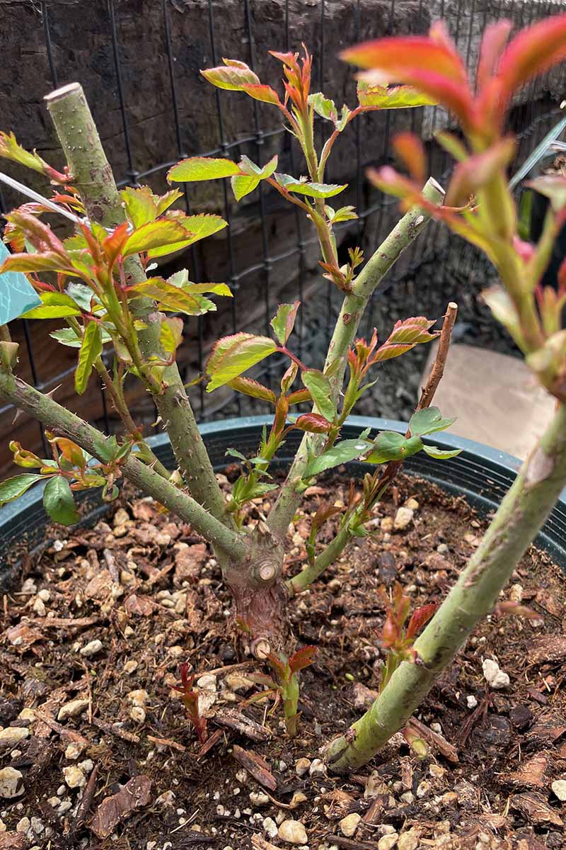 A close up vertical image of a potted rose bush showing healthy canes and new growth.