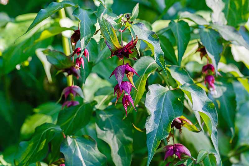 A close up horizontal image of Leycesteria formosa flowers growing in the garden.