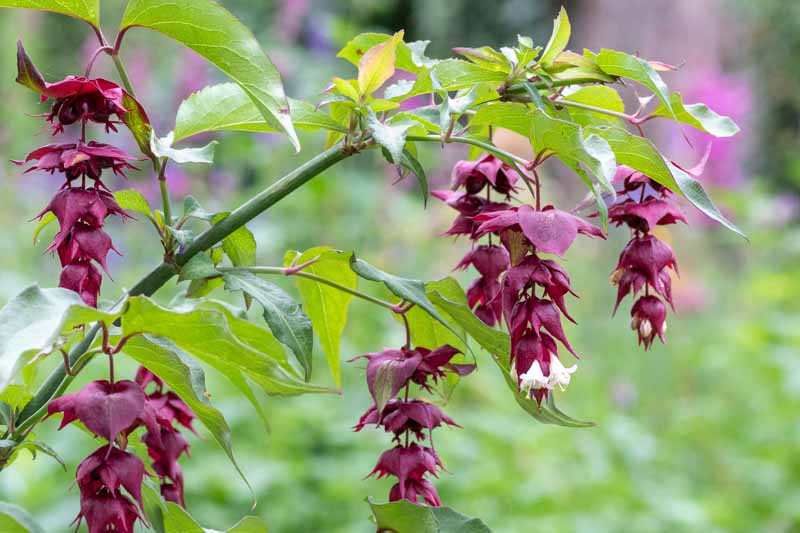 A close up horizontal image of Leycesteria formosa growing in the garden pictured on a soft focus background.