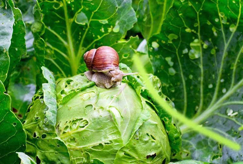 A close up horizontal image of a garden snail (Helix aspersa) eating holes in a cabbage head.