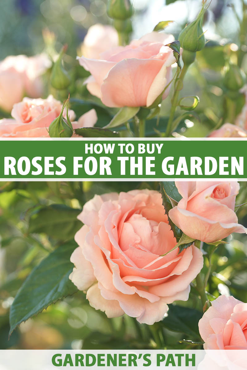 How To Buy Rose Bushes For The Garden Gardener S Path