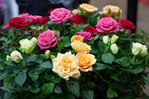A close up horizontal image of a bunch of roses pictured on a soft focus background.