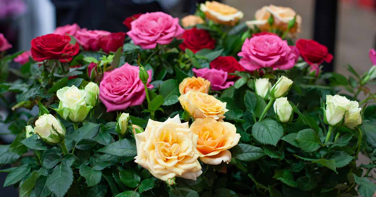 cheap rose bushes for sale        <h3 class=