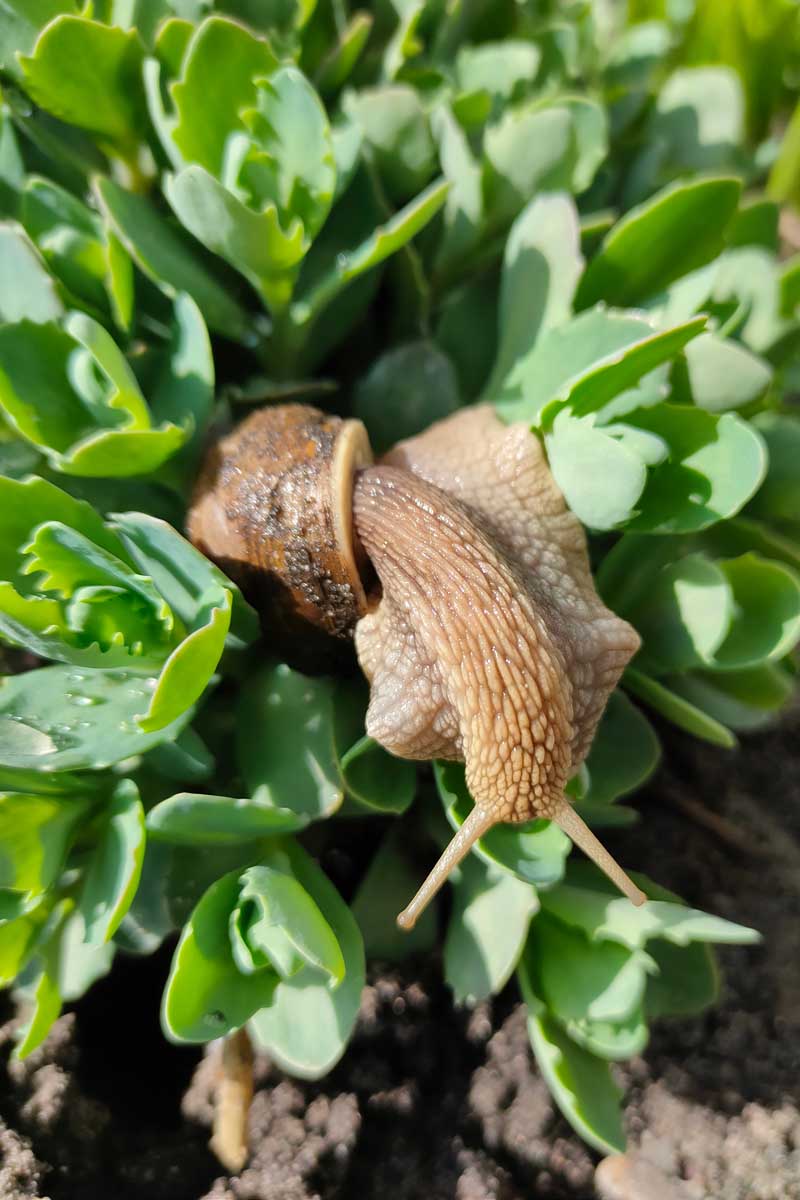 A close up vertical image of a snail on a green, leafy plant.